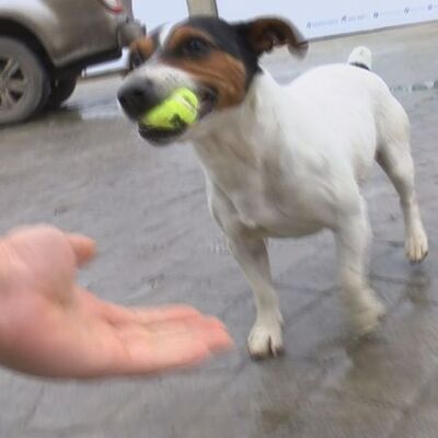 Cumhurbaşkanı Erdoğan'ın barınakta oynadığı Maylo'nun hikayesi