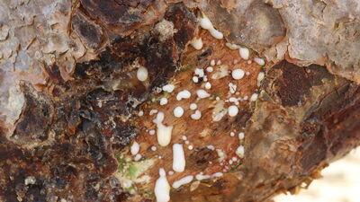 Bir zamanlar mumyalama işleminde kullanılıyordu!