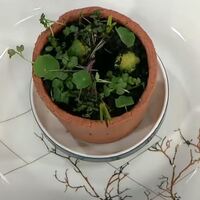 Ben Saksı Değilim nasıl yapılır?