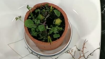 Ben Saksı Değilim nasıl yapılır?