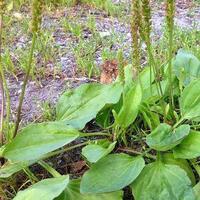 Sinir otunun faydaları...