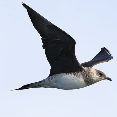 Balık avlamak yerine bunu yapıyor! Korsan martı Zonguldak'ta