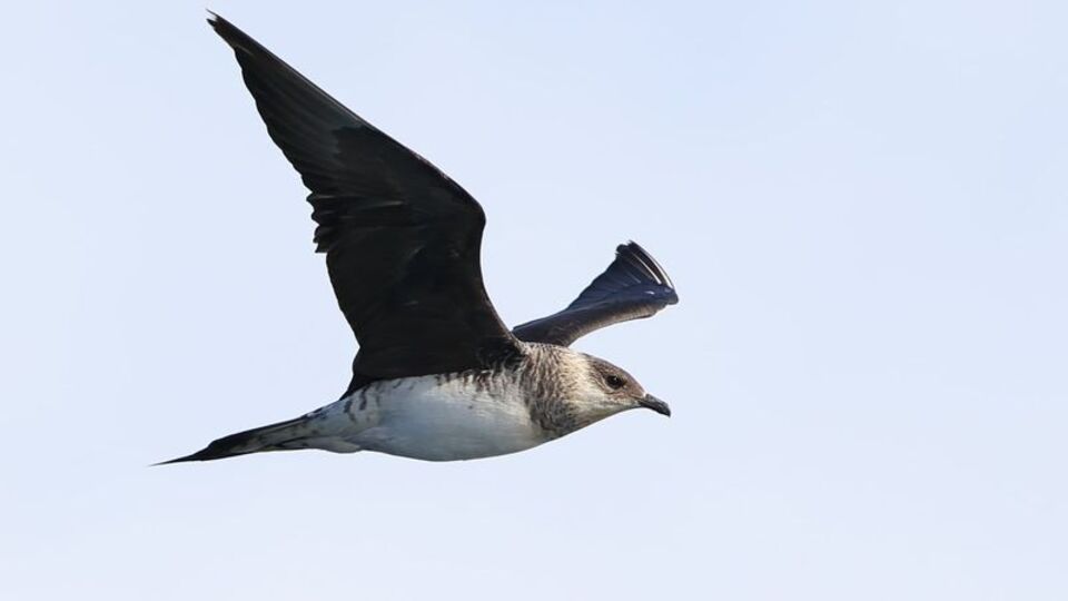 Balık avlamak yerine bunu yapıyor! Korsan martı Zonguldak'ta