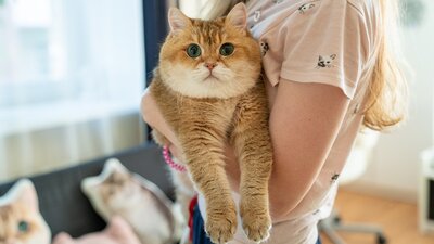 'Isınmak için kedinize sarılın'