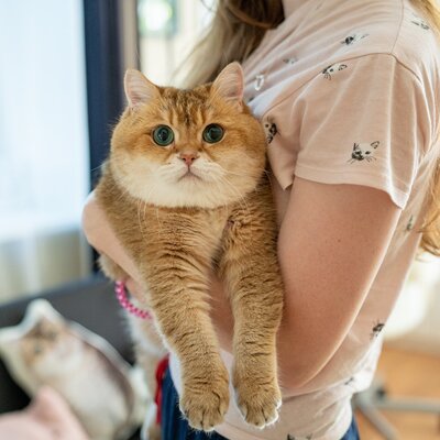 'Isınmak için kedinize sarılın'