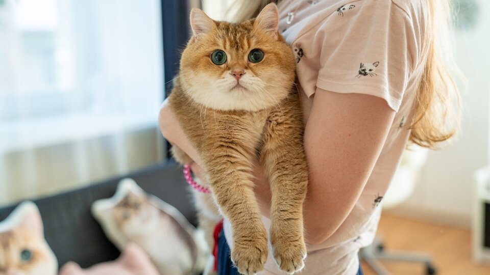 'Isınmak için kedinize sarılın'