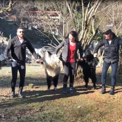Artvin'de keçi horonu