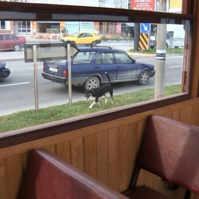 Son durağa kadar takip ediyor! Zil sesini duyunca...