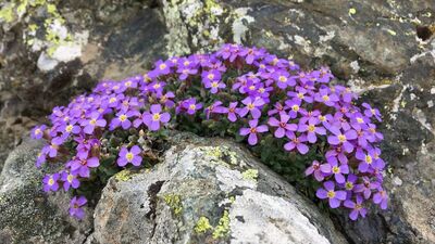 İlk kez Türkiye'de görüldü