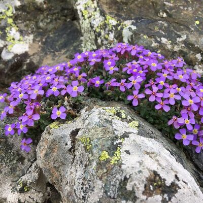 İlk kez Türkiye'de görüldü