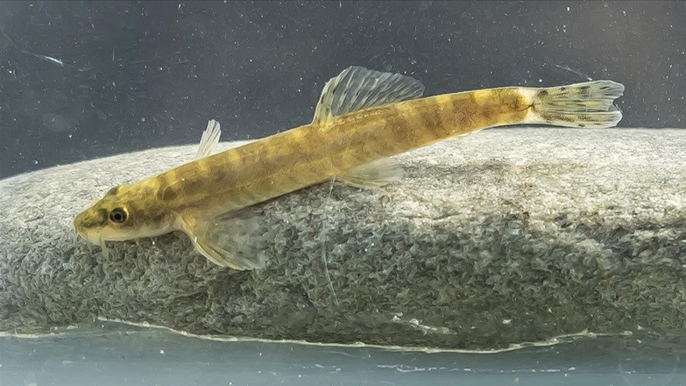 47 yıl aradan sonra rastlanmıştı... Korunacak