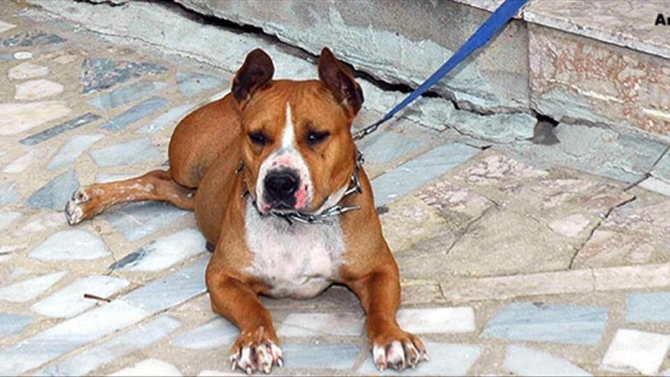 Tehlikeli ırklardan köpeği olanlar dikkat!