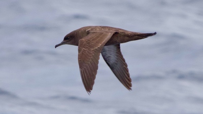 Türkiye'de ilk kez o ilimizde görüntülendi