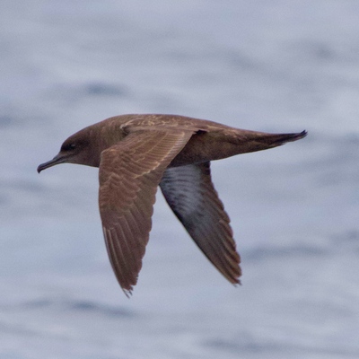 Türkiye'de ilk kez o ilimizde görüntülendi
