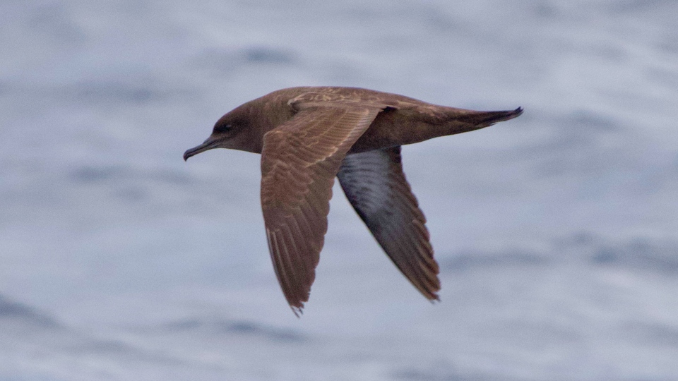 Türkiye'de ilk kez o ilimizde görüntülendi