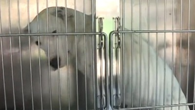 6 köpek ırkı neden tehlikeli?