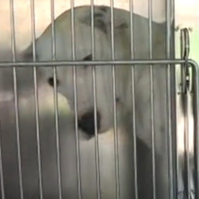 6 köpek ırkı neden tehlikeli?