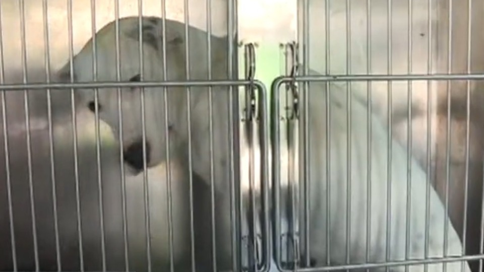 6 köpek ırkı neden tehlikeli?