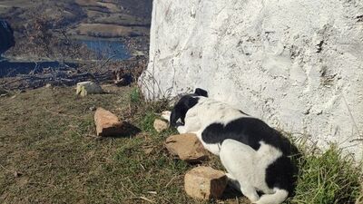 Sahibini arayan köpekten duygusal anlar