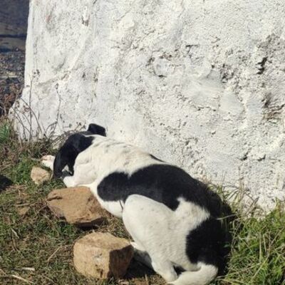 Sahibini arayan köpekten duygusal anlar