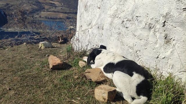 Sahibini arayan köpekten duygusal anlar