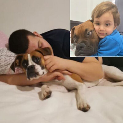 Otizmli çocuğun 'Boxer'ını Pitbull sanıp vurdu!