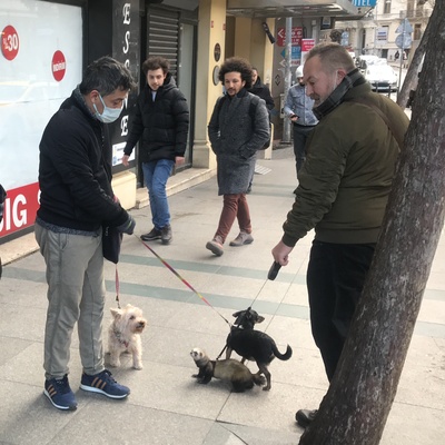 Taksim'de gelincik şaşkınlığı!