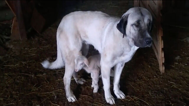 Kangal köpeğinin kuzulara şefkati kamerada