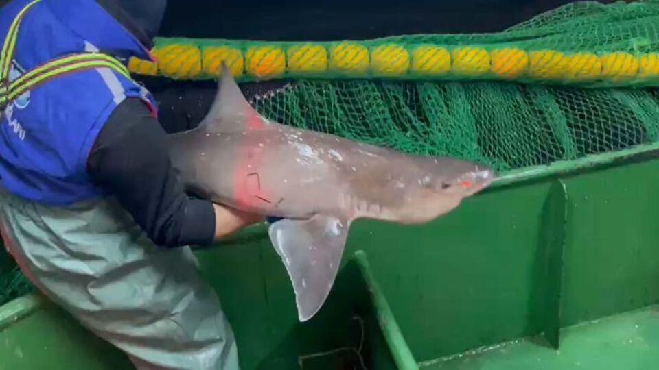 2 köpek balığı denize salındı