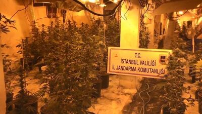 Mantar tesisinde uyuşturucu üretimi!