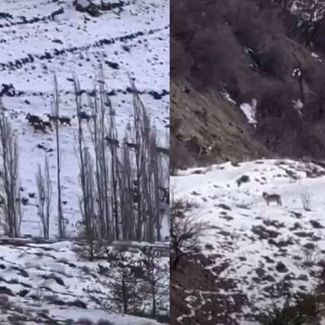 Dağ keçilerini takip eden kurt sürüsü kamerada!