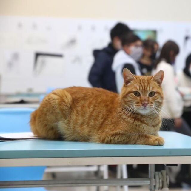 Soğuktan kurtarıldı, öğrencilerin gözbebeği oldu