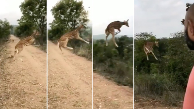 Uçan geyik şaşırttı! Yer çekimine kafa tutuyor