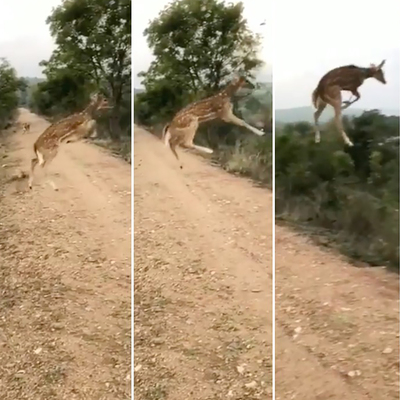 Uçan geyik şaşırttı! Yer çekimine kafa tutuyor