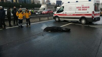 TEM'de öldüren kavga! Bu nasıl vicdan?