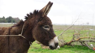 Eşek büyükbaş mı, küçükbaş mı? Yargıtay kararı verdi