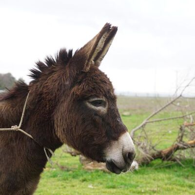 Eşek büyükbaş mı, küçükbaş mı? Yargıtay kararı verdi