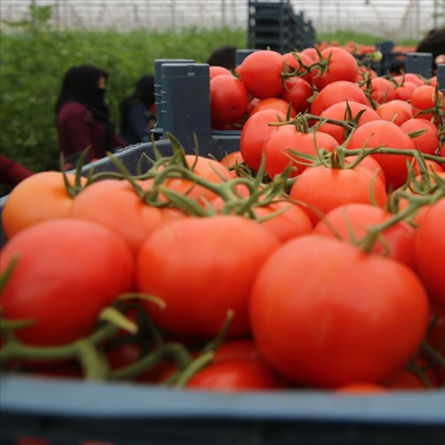 Batı Akdeniz 48 ülkeye domates sattı