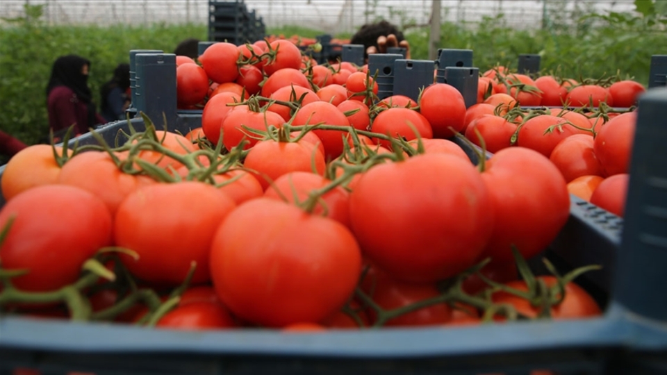 Batı Akdeniz 48 ülkeye domates sattı