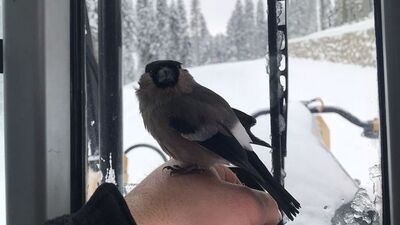 Donmak üzereyken bulup kurtardı