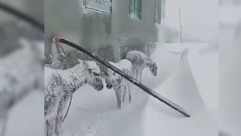 Kan donduran görüntü! Eşeklere ne oldu?