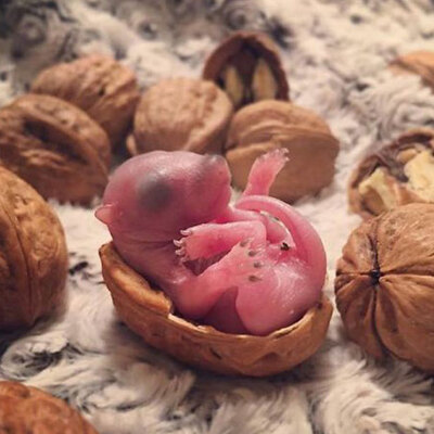 Kaldırımda bulup büyütmüştü! İşte son hali!