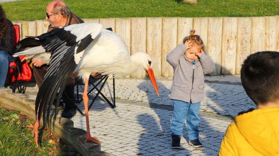 Göç etmeyen leylek şaşırttı, insanlara alıştı!