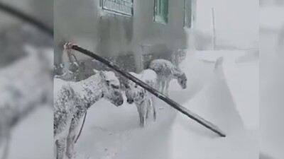 Yürekler acımıştı! O eşeklerden haber var!