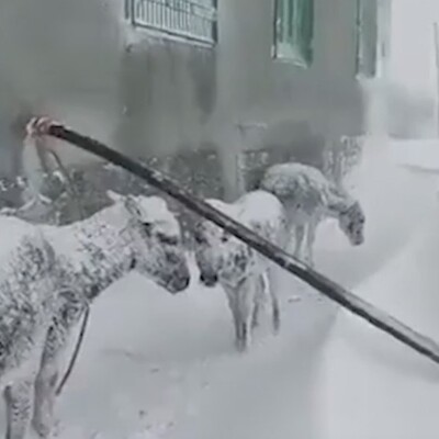 Yürekler acımıştı! O eşeklerden haber var!