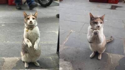 Kedinin hareketleri interneti salladı