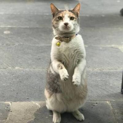 Kedinin hareketleri interneti salladı