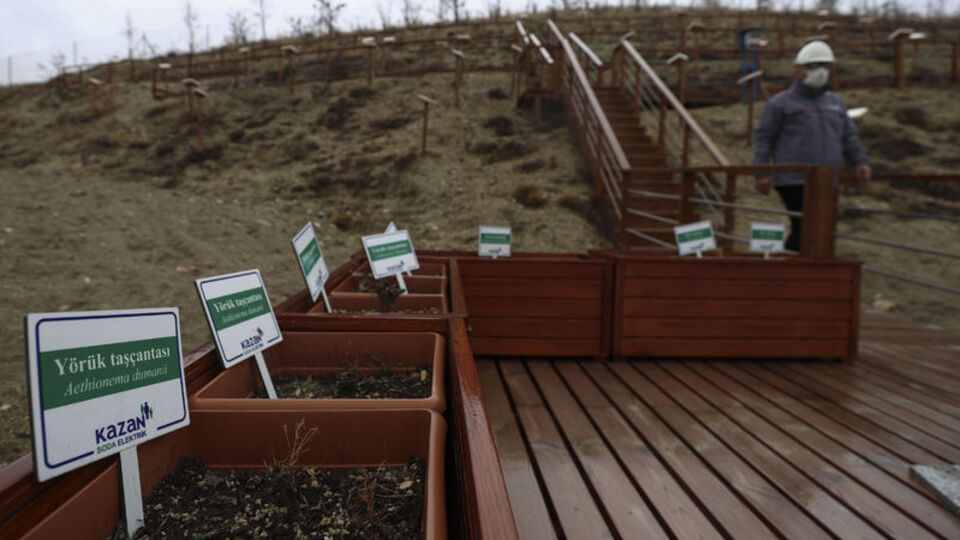 6 endemik bitki türü koruma altına alındı