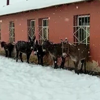 Yürekleri sızlattı! Bir görüntü de Bingöl'den geldi