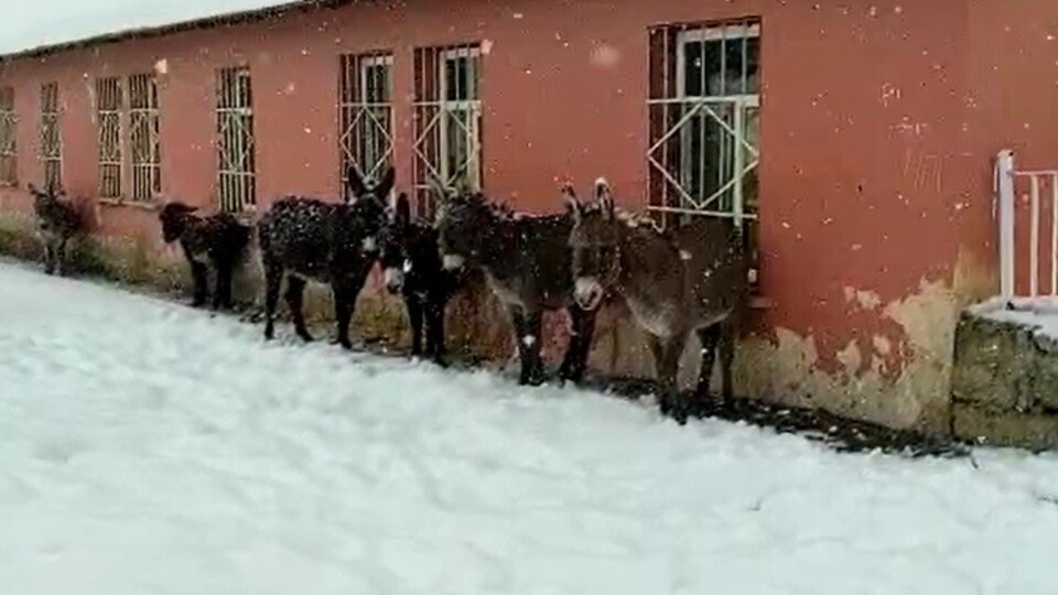 Yürekleri sızlattı! Bir görüntü de Bingöl'den geldi